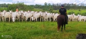 Polícia Civil localiza, em Bela Vista, gado roubado no Paraguai