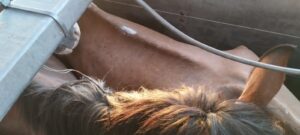 Polícia Civil prende homem que venderia equinos para produção de embutidos no Paraguai