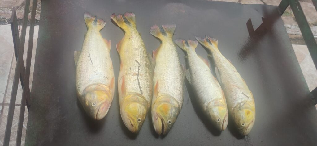 PMA de Corumbá prende pescador por captura de Dourado