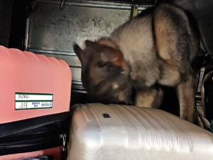 Canil do 7º BPM da PMMS destaca-se ao apoiar Receita Federal na apreensão de cocaína em ônibus de viagem