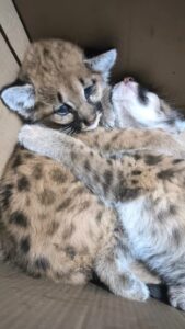 Policia Militar Ambiental resgata filhotes de onça Parda em Nova Alvorada do Sul