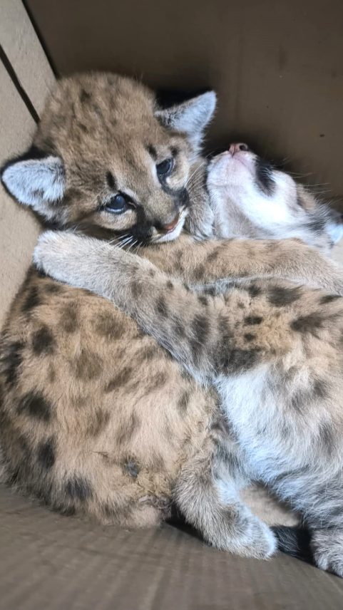 Policia Militar Ambiental resgata filhotes de onça Parda em Nova Alvorada do Sul